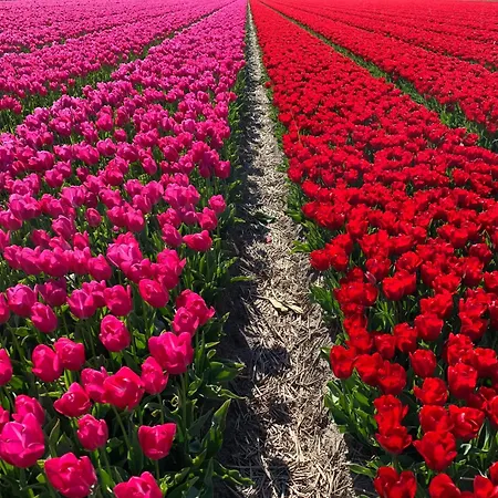 营地 Prachtig Merel Westerland