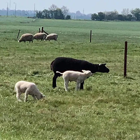 Кемпинг Prachtig Merel