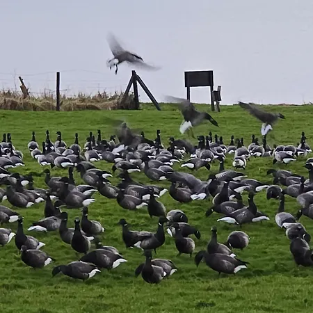 Кемпинг Prachtig Merel *