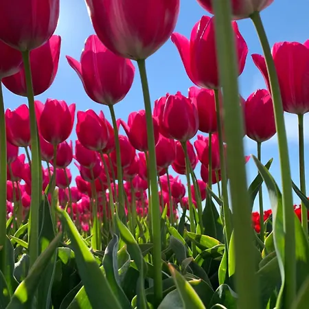 Prachtig Merel Westerland